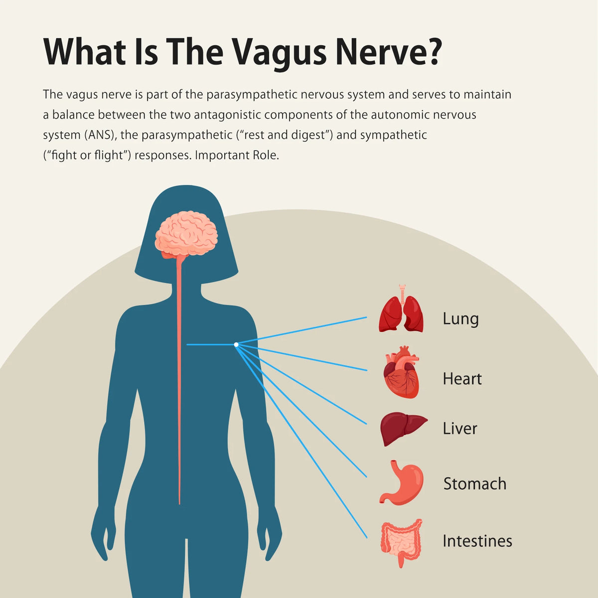 Zenowell Vagus Nerve Stimulator for Deep Sleep And Anxiety Relief